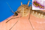 West Nile Virus latest, West Nile Virus news, russia warns of west nile virus, West nile virus