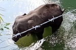 Kerala elephant, Kerala elephant, whole nation mourned at elephant s death in kerala, Palak