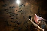 Wuhan CDC bat research, Wuhan CDC research details, a sensational video of scientists of wuhan cdc collecting samples in bat caves, Documentary