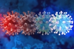 Coronavirus, C.1.2 variant study, latest coronavirus variant evades vaccine protection, New covid variant