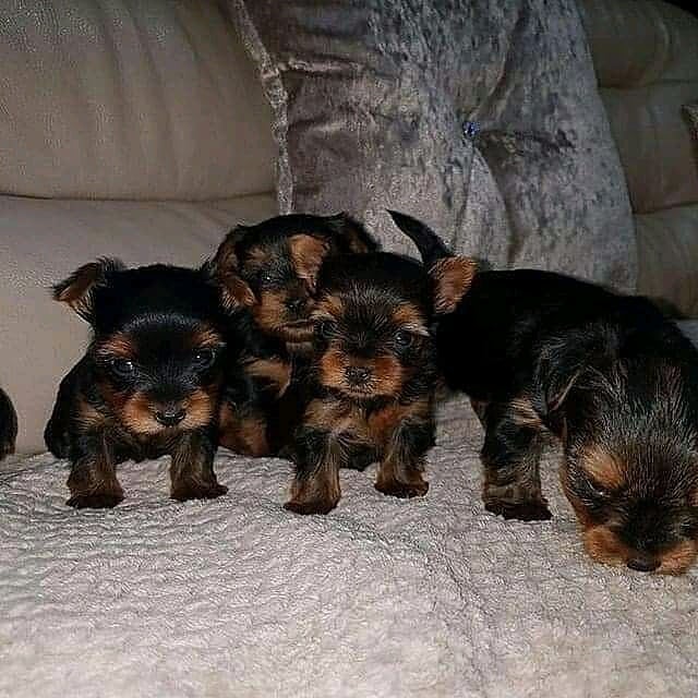 Teacup puppies for sale near me Teacup puppies for sale near me