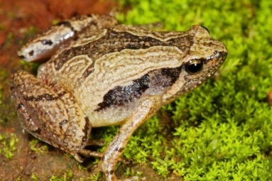 South Indian Frog Mucus Kills Flu Virus South Indian Frog Mucus Kills Flu Virus