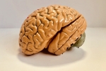 Indians, Brain, indians have smaller brains a study revealed, Indian brain atlast