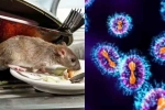 Hantavirus, Hantavirus, is hantavirus mutating to become more contagious, Illness Hantavirus, Hantavirus, is hantavirus mutating to become more contagious, Illness