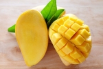 cancer causing chemicals in mangoes, chemicals in mangoes, mouth watering mangoes may contain cancer causing chemicals, Toxic chemicals cancer causing chemicals in mangoes, chemicals in mangoes, mouth watering mangoes may contain cancer causing chemicals, Toxic chemicals